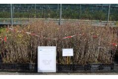 PrunusSpinosa