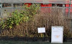 PrunusAvium