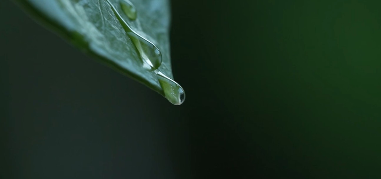 SPUGNA - la rivoluzione verde che rende il territorio più resiliente al cambiamento climatico