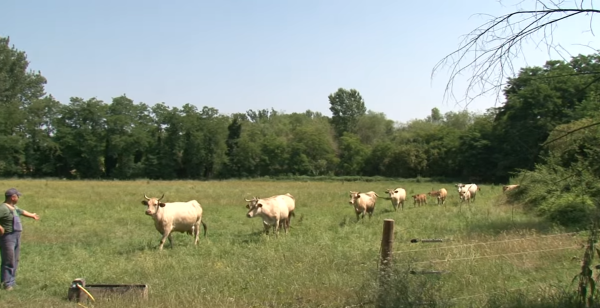Bovine varzesi nei pascoli milanesi