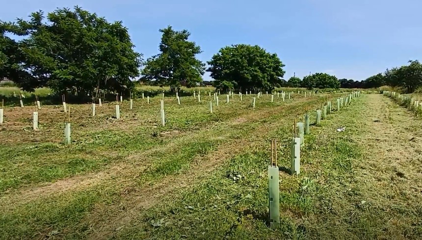 Forestazione urbana