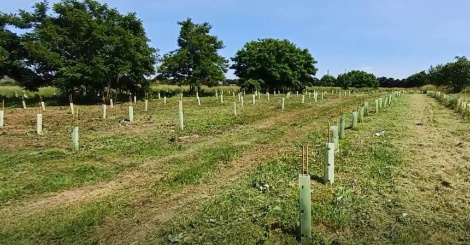 Forestazione urbana