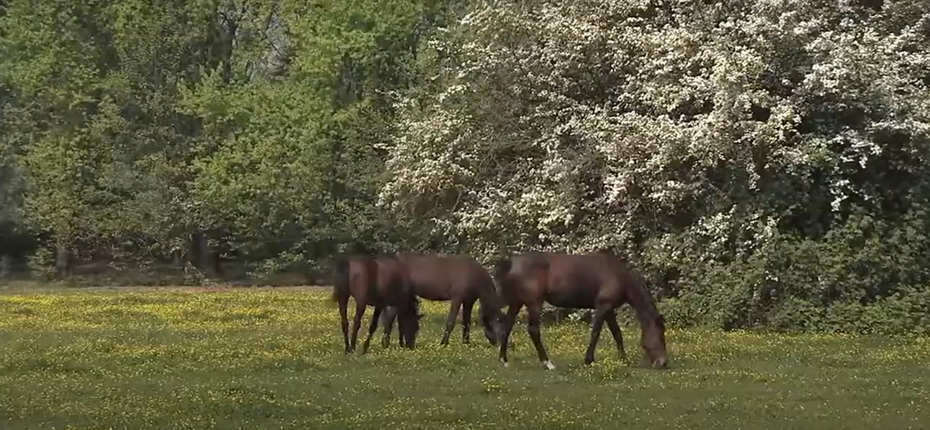 Ambiente Parco Agricolo Sud Milano